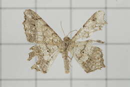 Image of Semiothisa emersaria Walker 1861