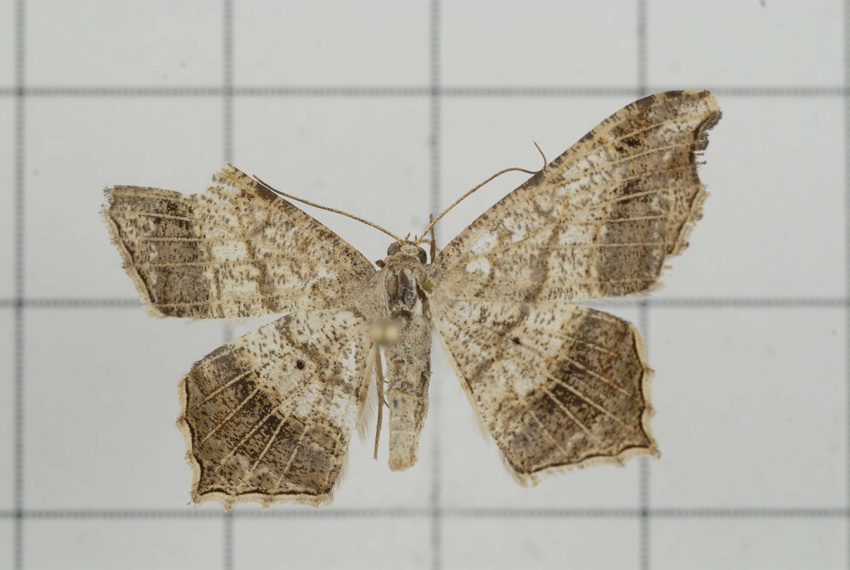 Image of Semiothisa emersaria Walker 1861