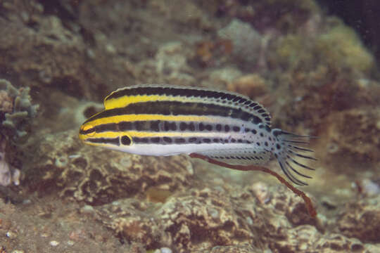 Image of Grammistes Blenny