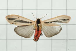 صورة Creatonotos gangis Linnaeus 1763