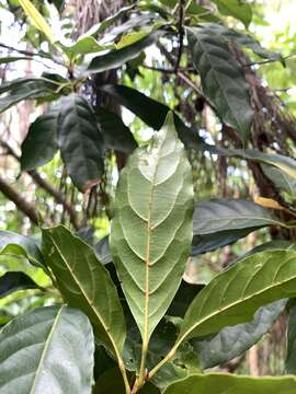 Image of Flowering plant