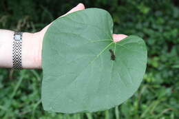 Image of woolly dutchman's pipe