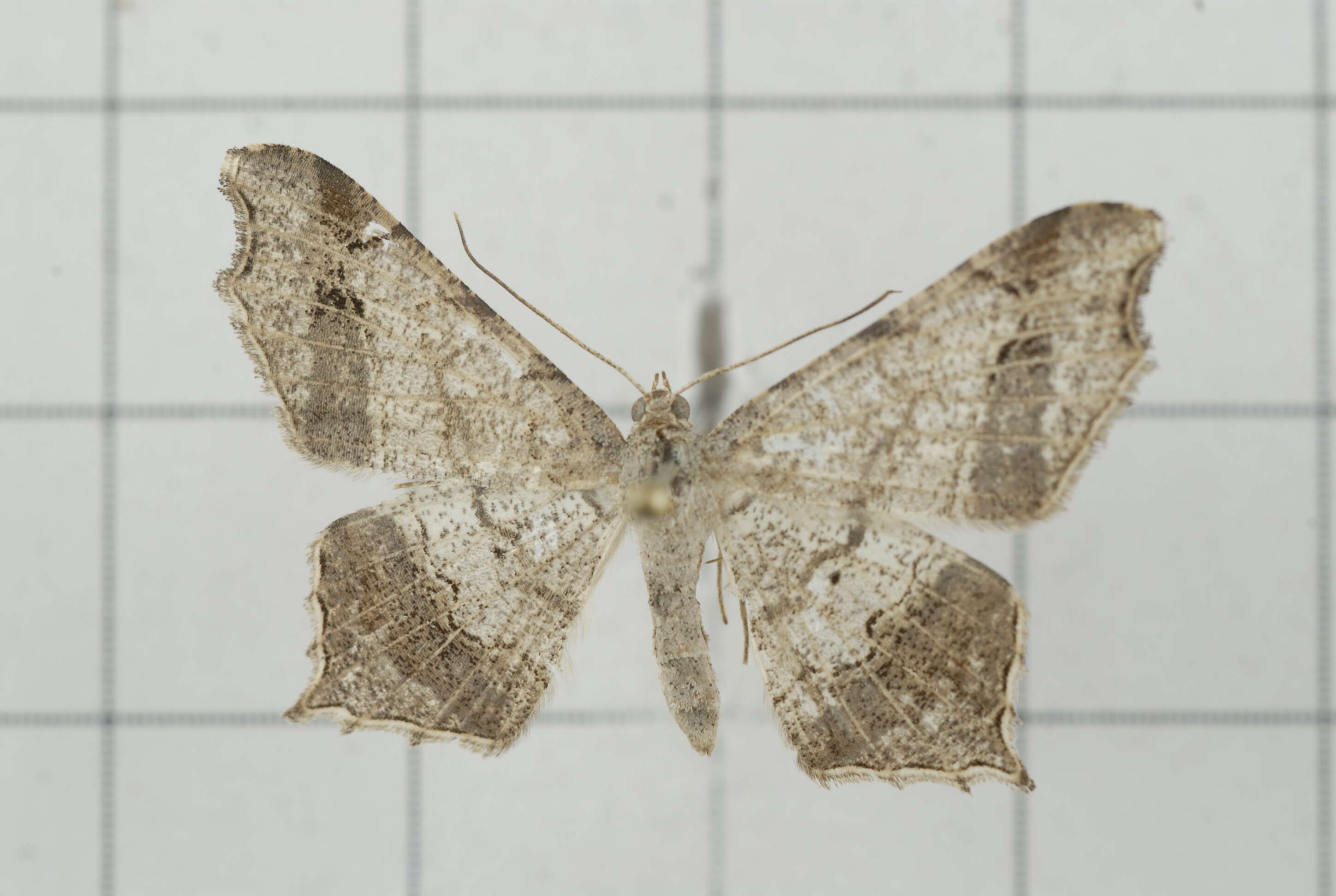 Image of Semiothisa emersaria Walker 1861