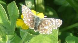 Image of Southern Grizzled Skipper