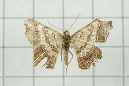 Image of Semiothisa emersaria Walker 1861