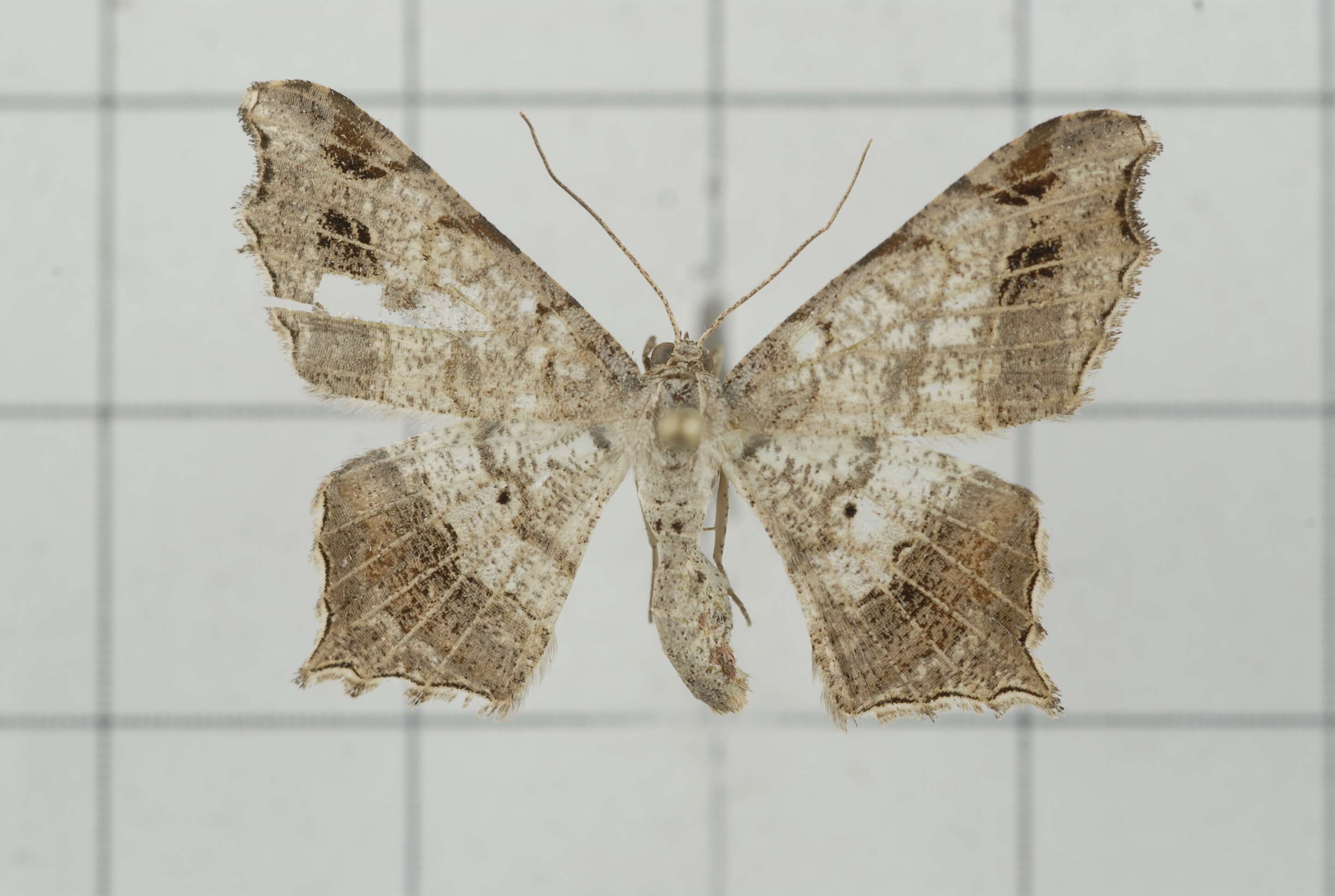 Image of Semiothisa emersaria Walker 1861