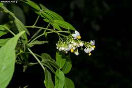 Image of Solanum appendiculatum Humb. & Bonpl. ex Dun.