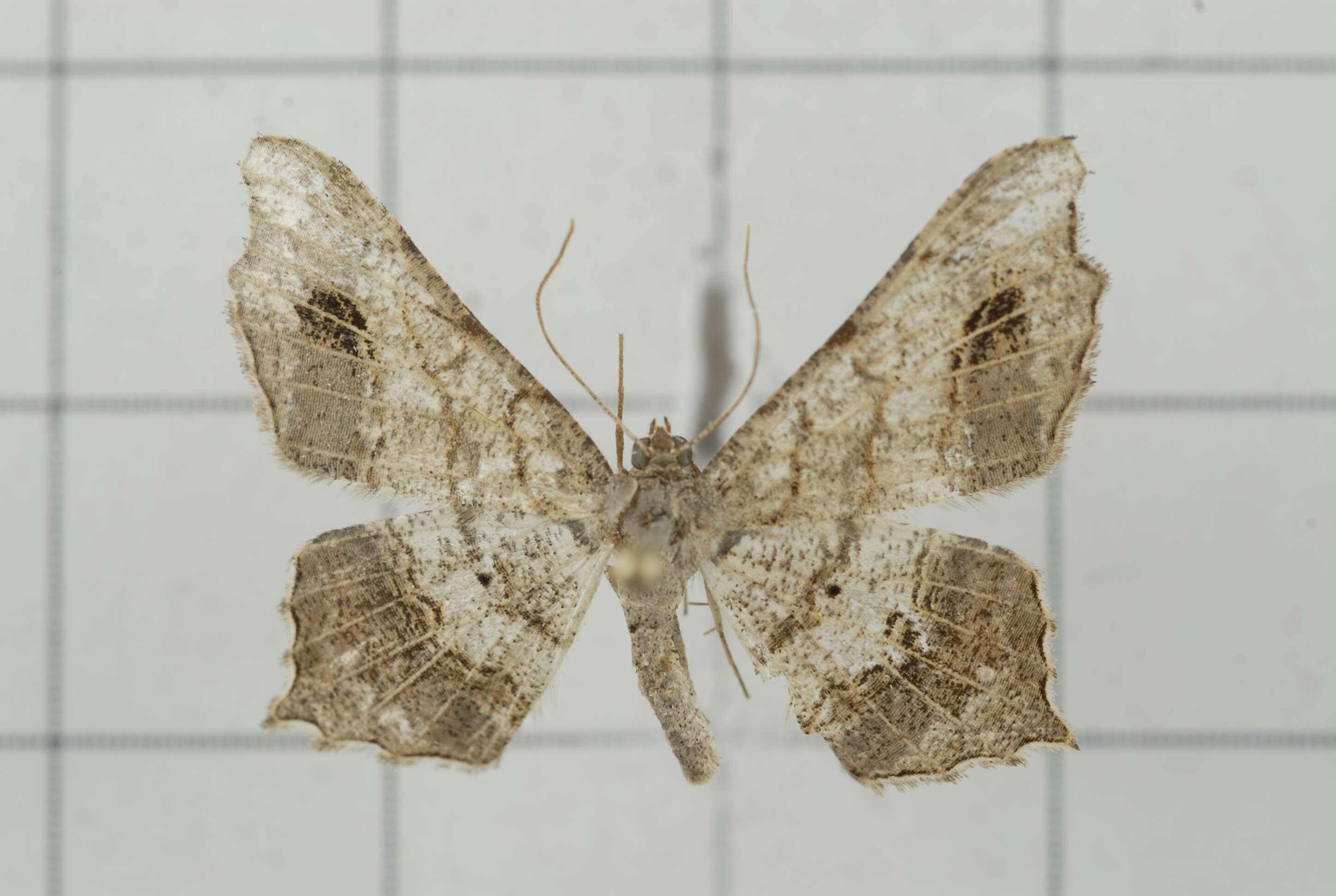 Image of Semiothisa emersaria Walker 1861