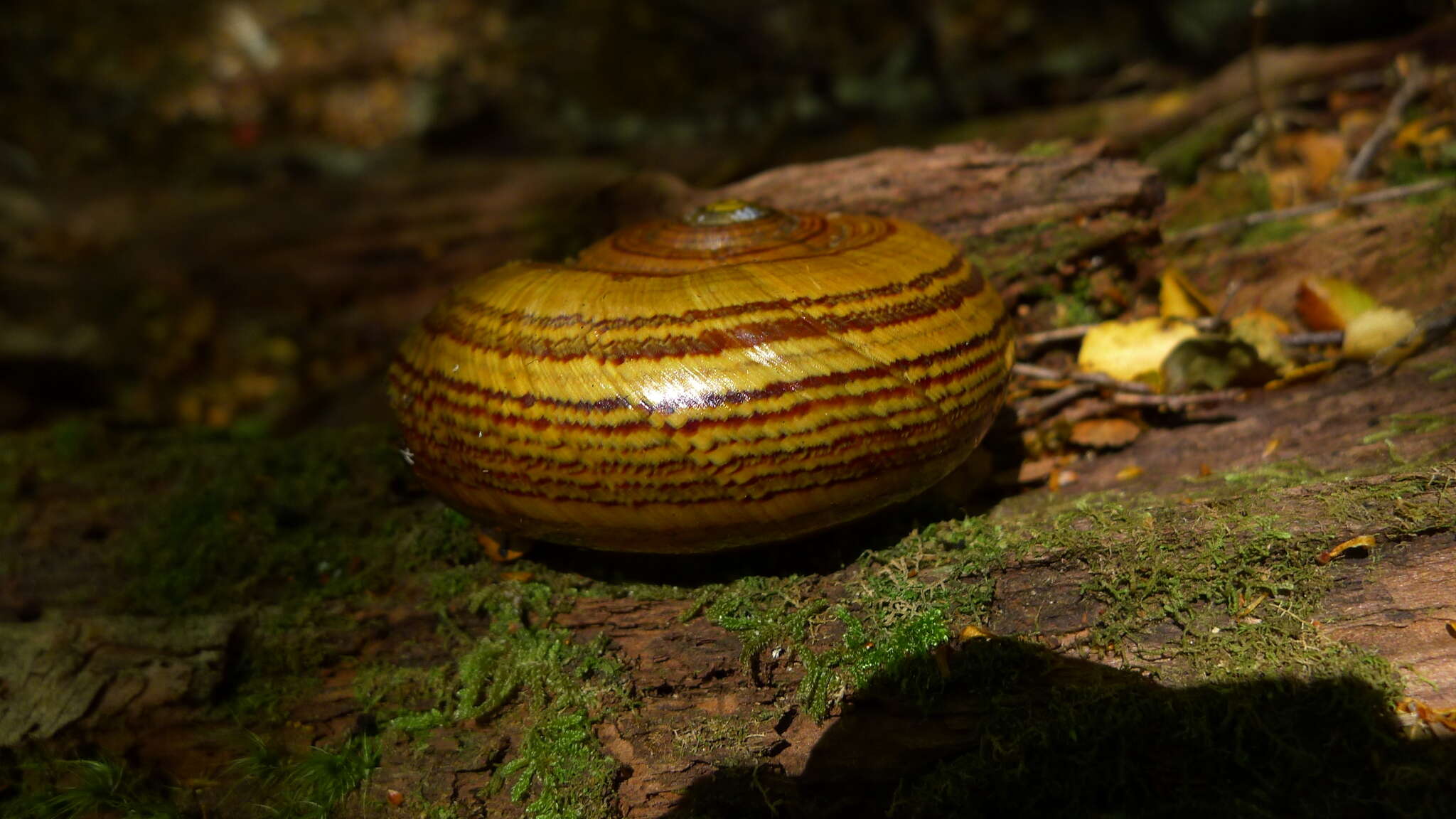 Image of Powelliphanta hochstetteri (L. Pfeiffer 1862)