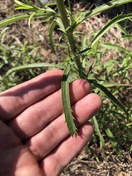 Image of Hooker's scratchdaisy