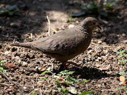 Plancia ëd Columbina passerina insularis (Ridgway 1888)