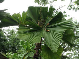 Image of Grosse Licuala Palm