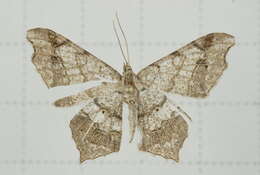 Image of Semiothisa emersaria Walker 1861