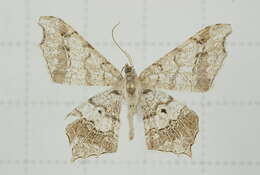 Image of Semiothisa emersaria Walker 1861