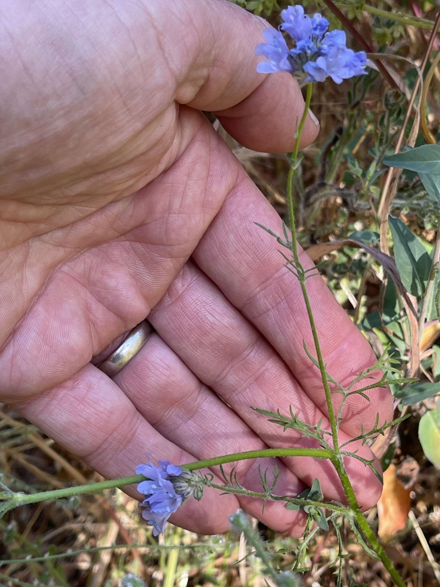 Image of California gilia