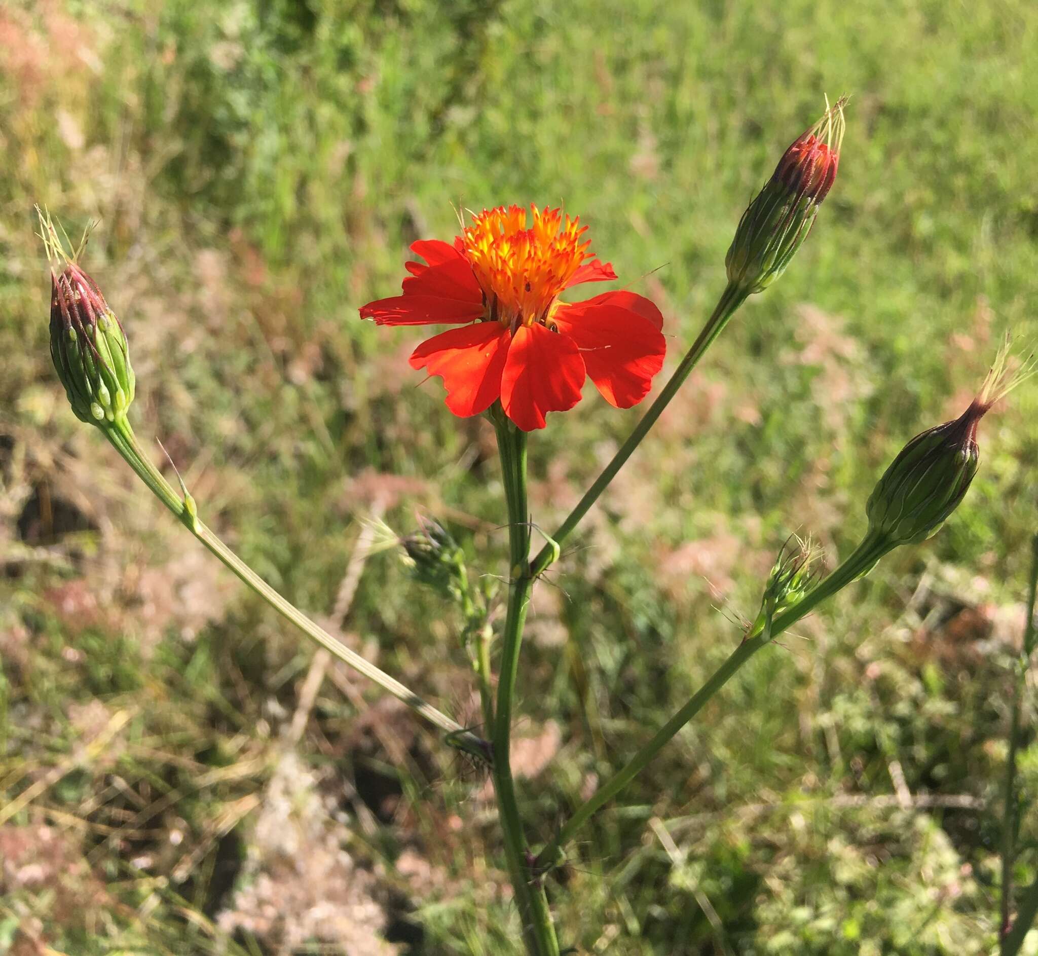 Image of Adenophyllum glandulosum (Cav.) J. L. Strother