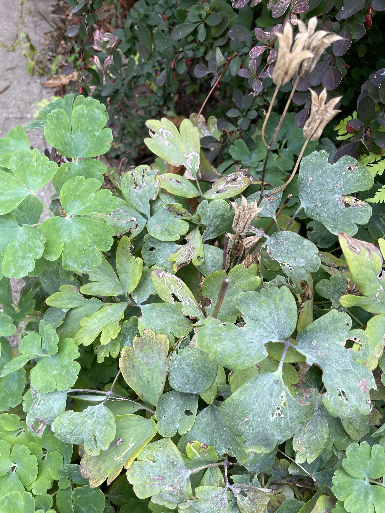 Image of Erysiphe aquilegiae subsp. aquilegiae