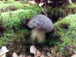 Image of Boletus pinophilus Pilát & Dermek 1973