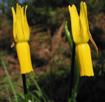 Narcissus cyclamineus DC. resmi