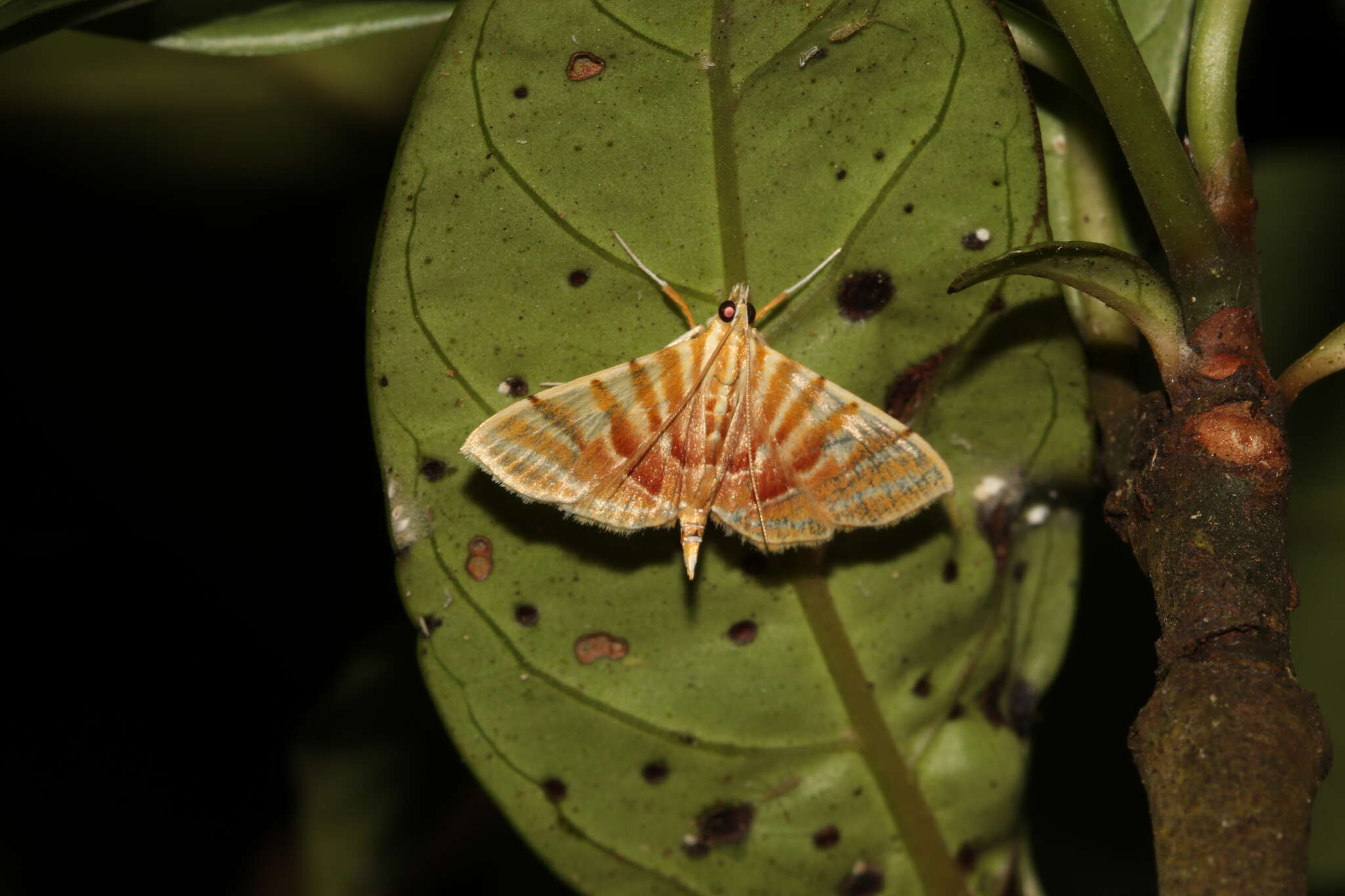 Image of Pagyda auroralis Moore 1888