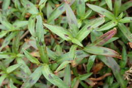 Image of smartweed