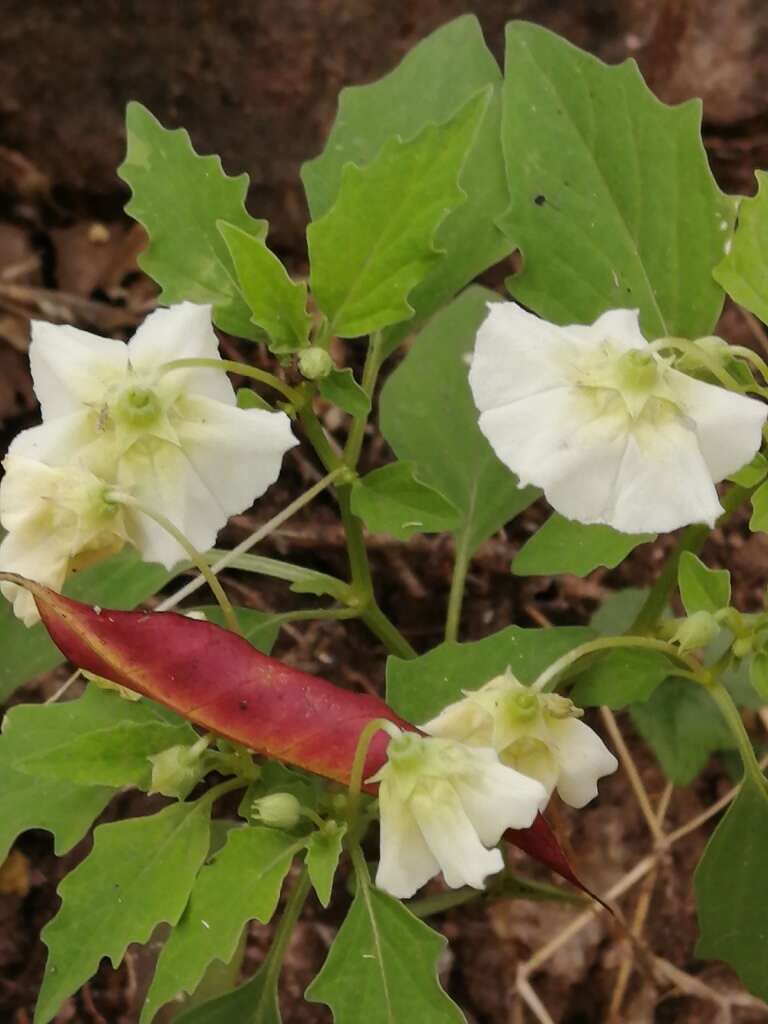 Image of sharpleaf groundcherry and Wright groundcherry