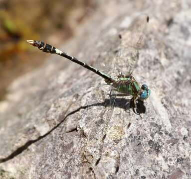 صورة Erpetogomphus molossus Bailowitz, Danforth & Upson 2013