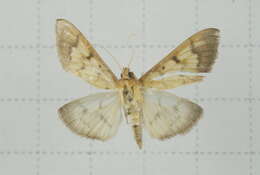 Imagem de Pleuroptya balteata Fabricius 1798