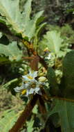 Solanum chrysotrichum Schltdl.的圖片