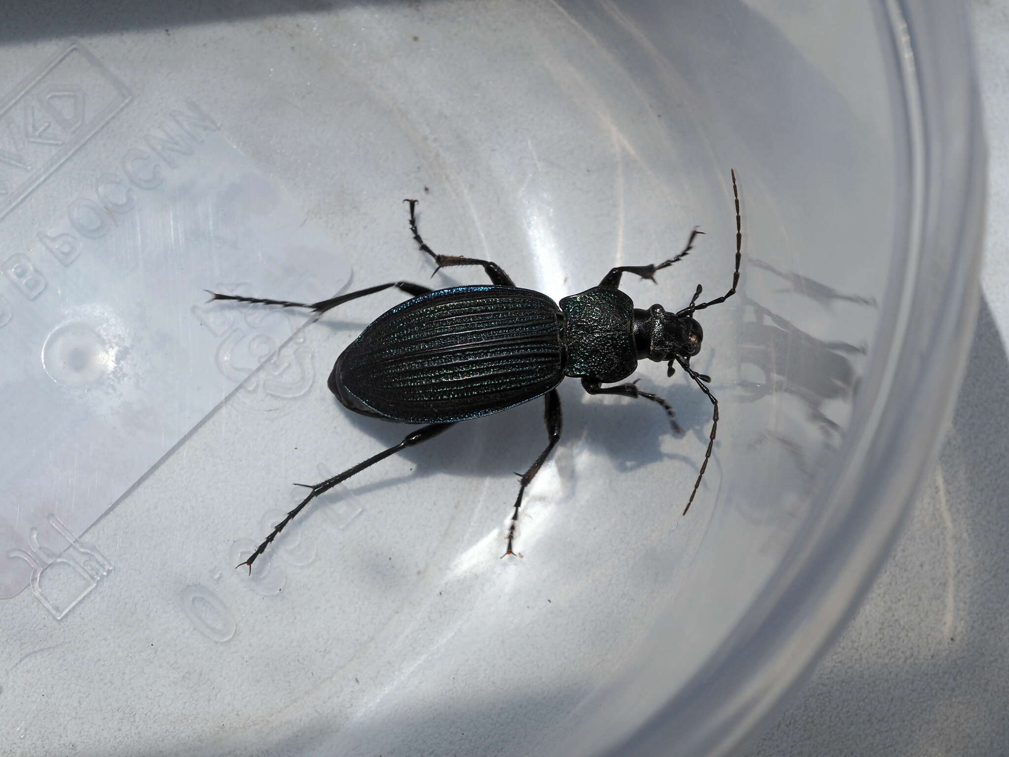 Carabus (Megodontus) exaratus Quensel ex Schönherr 1806 resmi