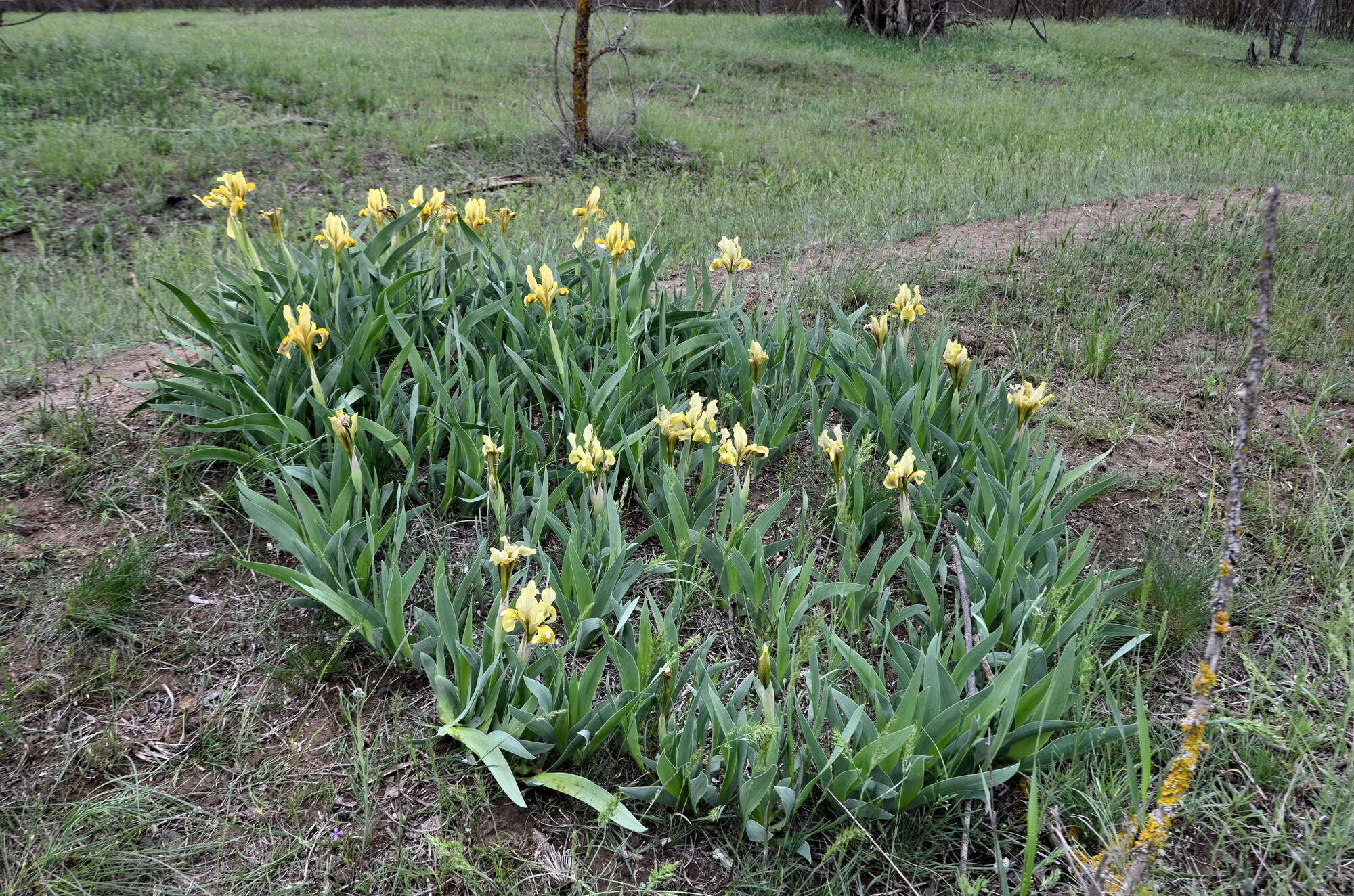 Image of Iris scariosa Willd. ex Link