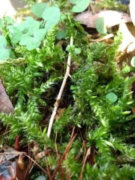 Image of hair-pointed feather-moss