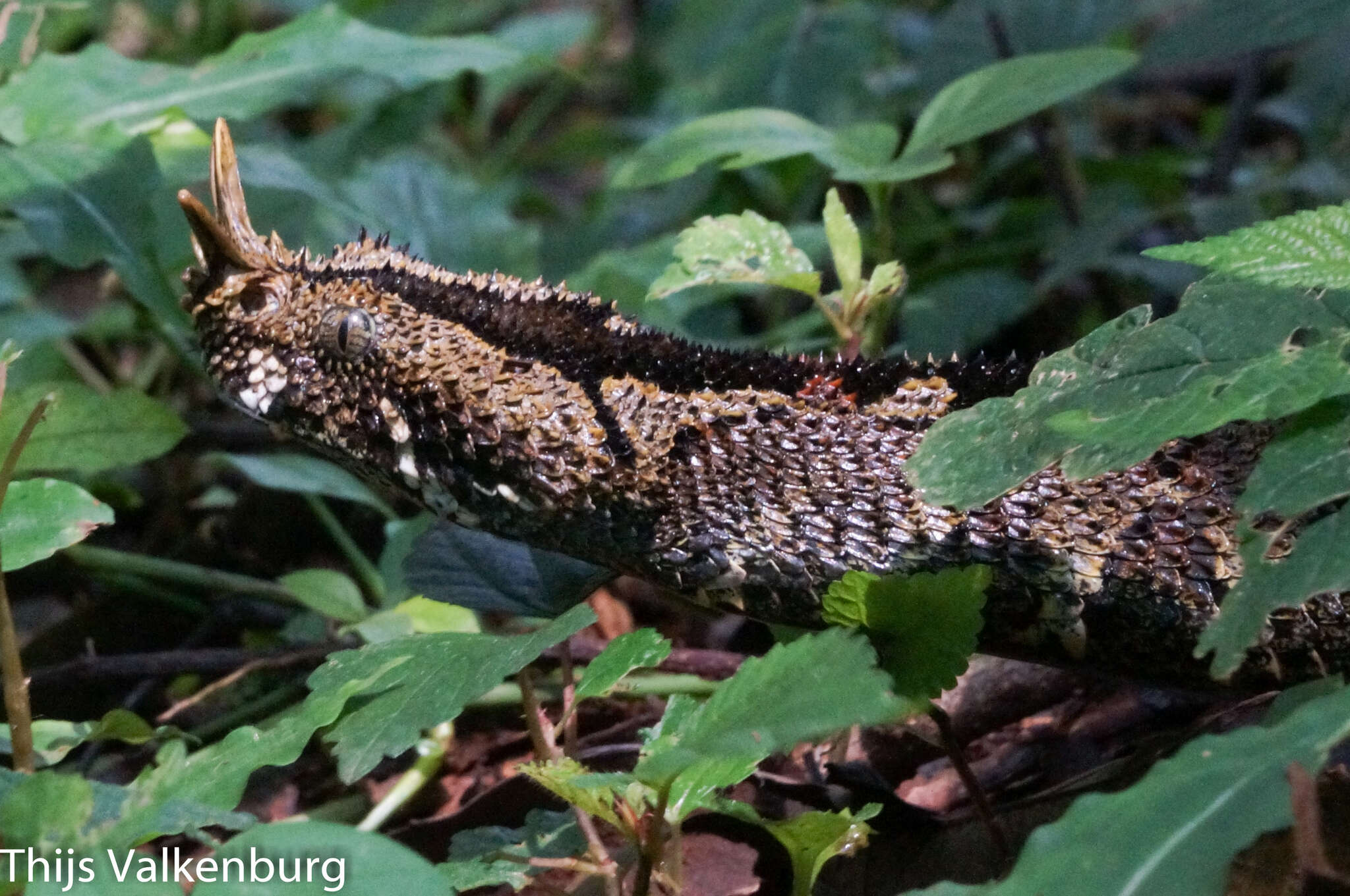 Image of Rhinoceros Viper