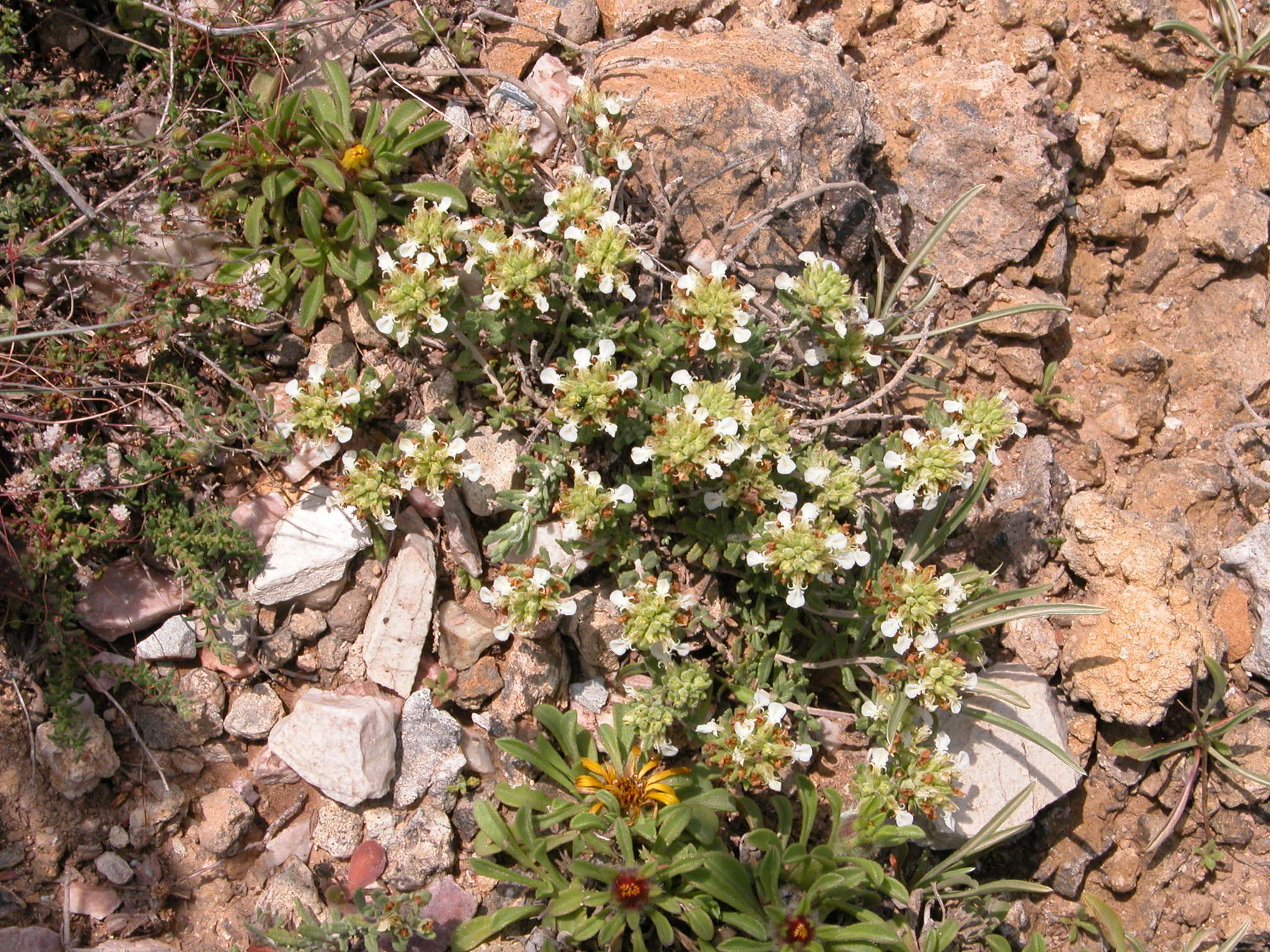 Image of Teucrium carthaginense Lange