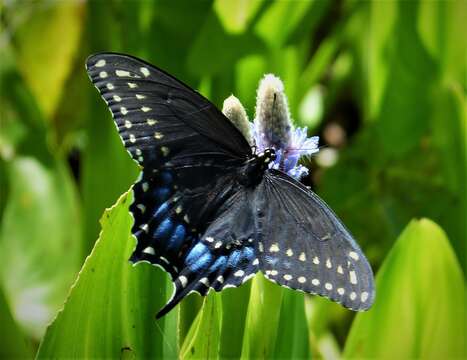 Image of Black Swallowtail