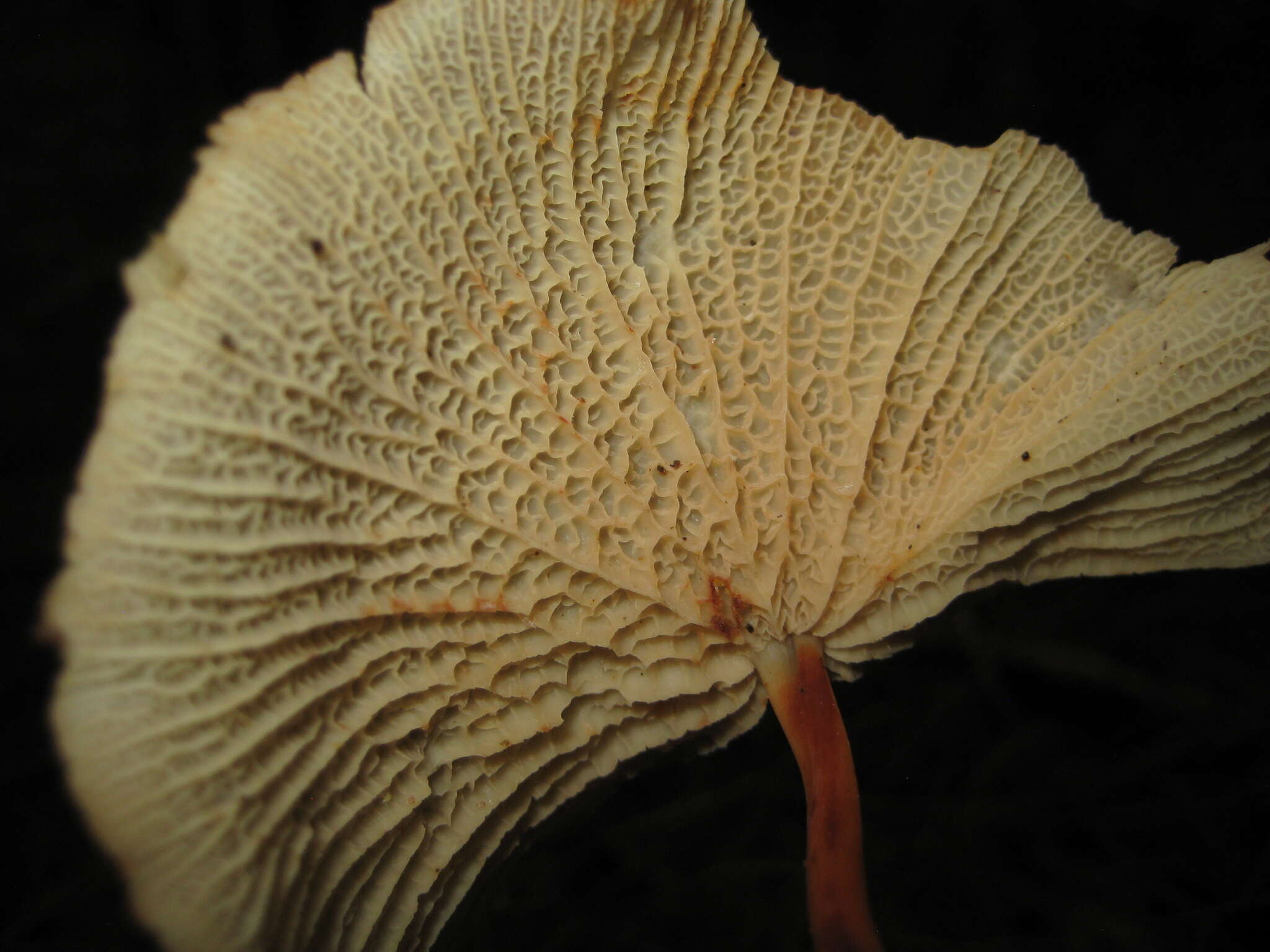 Image of Marasmius cladophyllus Berk. 1856