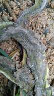 Image of Yellow-green Cat Snake