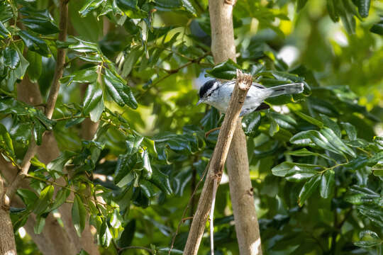 Image of Black-capped Antwren