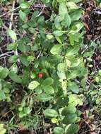 Image of maidenberry
