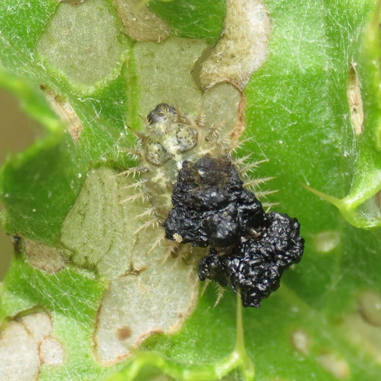 Image of thistle tortoise beetle