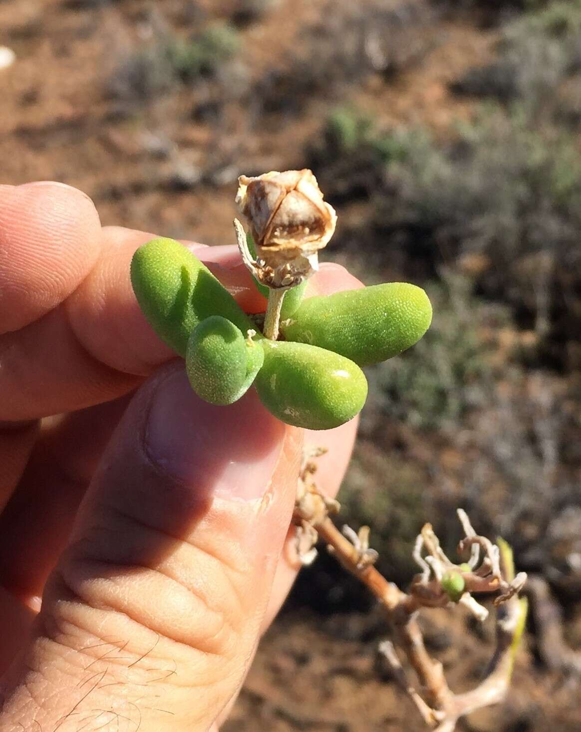 Слика од Mesembryanthemum nitidum Haw.