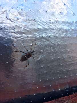 Image of western leaf-footed bug