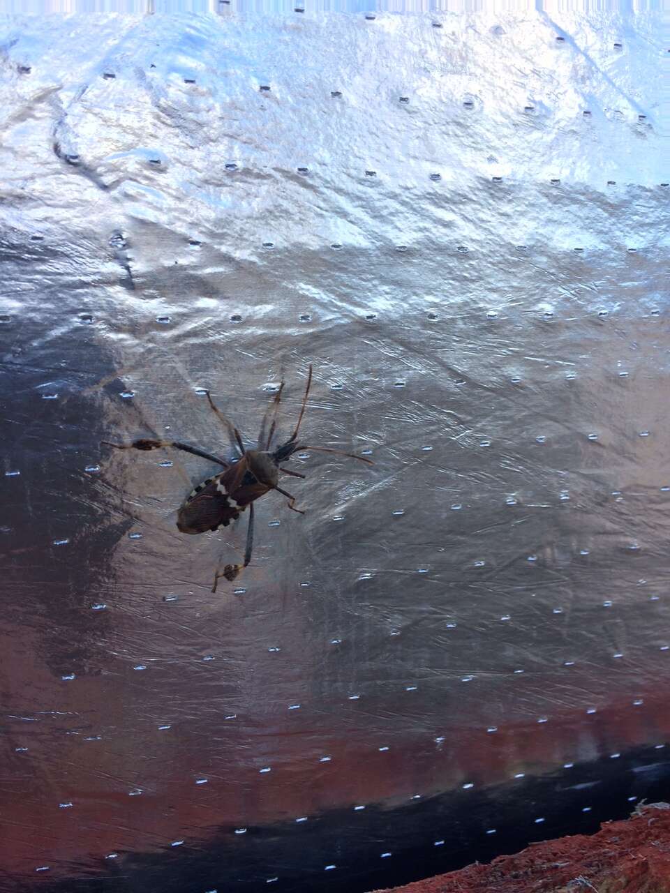 Image of western leaf-footed bug