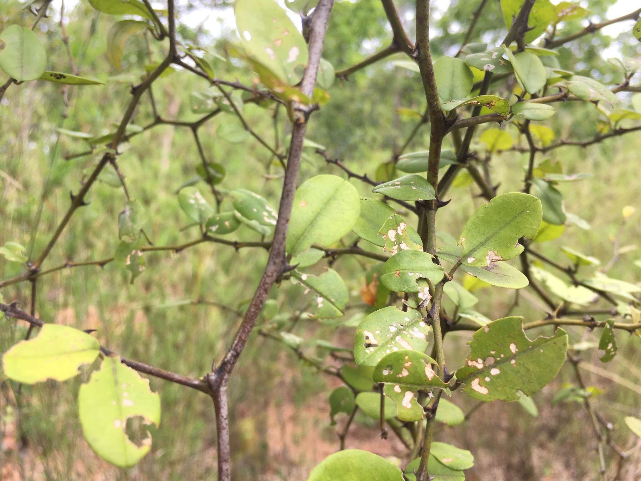 Imagem de Capparis thorelii Gagnep.