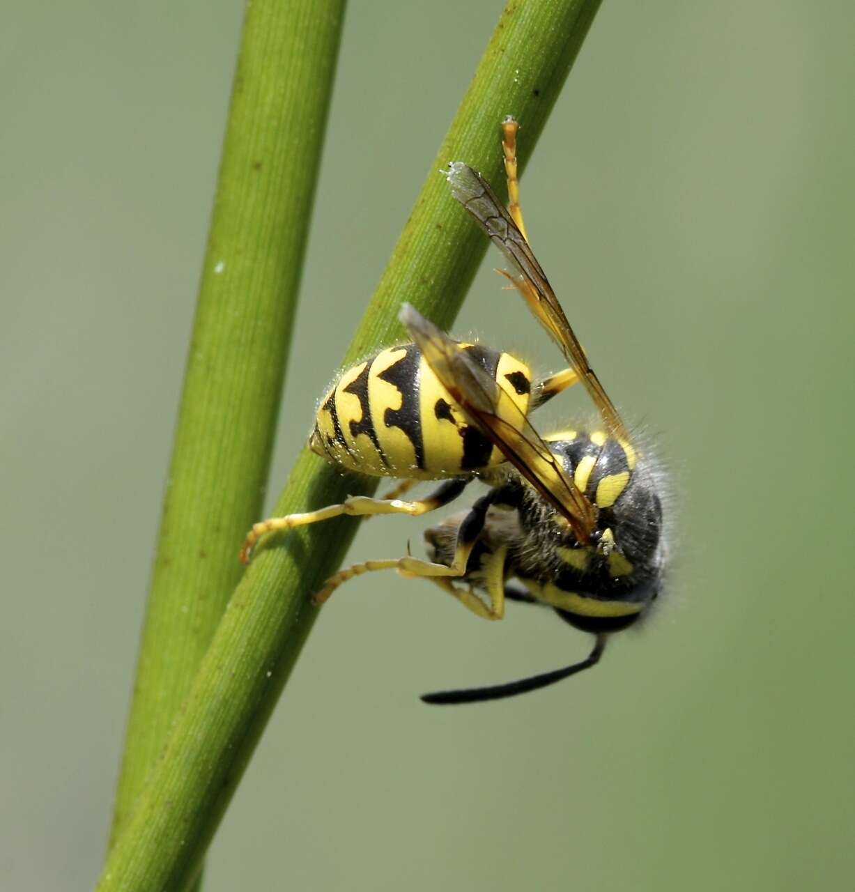 Sivun Vespula pensylvanica (de Saussure 1857) kuva