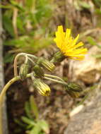 Image of Hieracium schmidtii Tausch