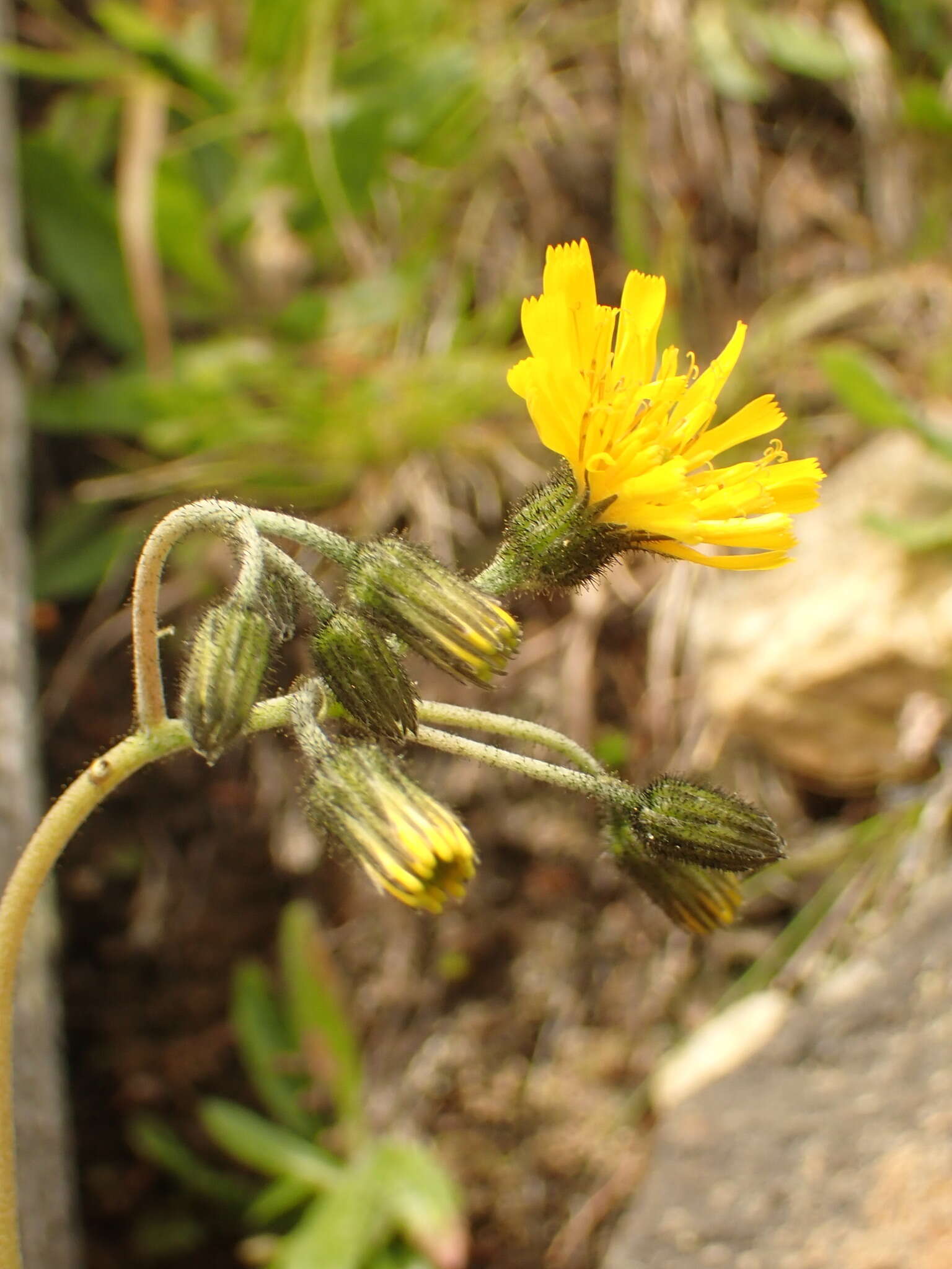 Imagem de Hieracium schmidtii Tausch