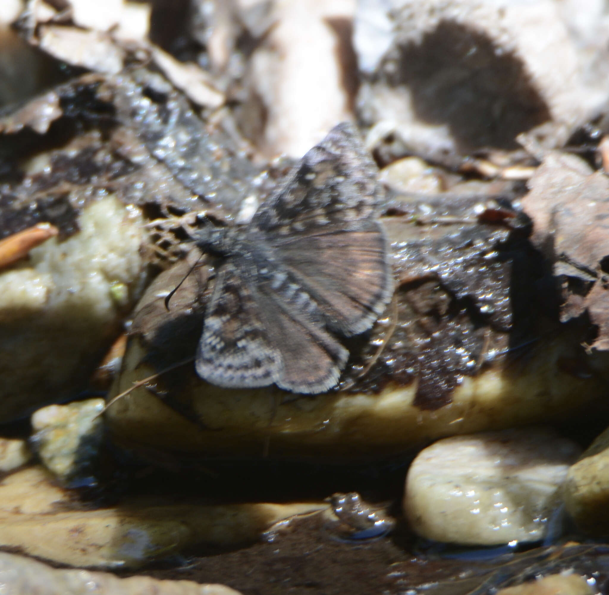 Image of Erynnis pacuvius lilius Dyar 1904