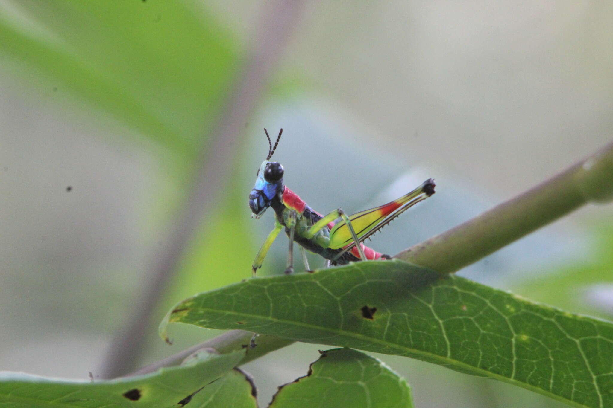 Image of Amedegnatomastax rubris Cadena-Castañeda & Cardona 2015