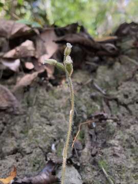 Image of Cheirostylis takeoi (Hayata) Schltr.